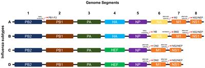 Frontiers | Recent Progress In Recombinant Influenza Vaccine ...